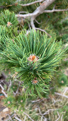 Pinus