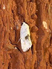 Ponometia erastrioides