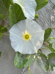 Ipomoea imperati