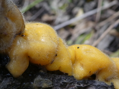 Fusicolla merismoides