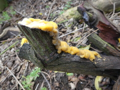 Fusicolla merismoides
