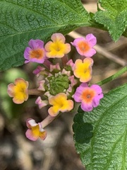 Lantana