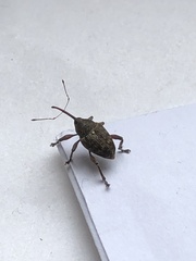 Curculio glandium