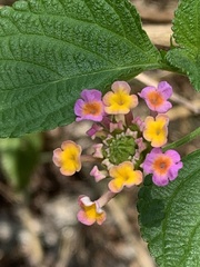 Lantana