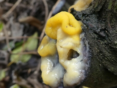 Fusicolla merismoides