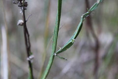 Baccharis sagittalis