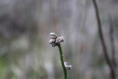 Baccharis sagittalis