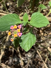 Lantana