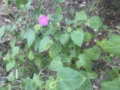 Pavonia lasiopetala