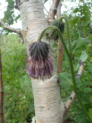 Cirsium kamtschaticum