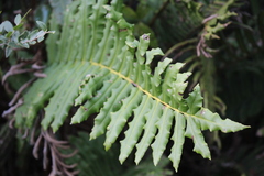 Blechnum chilense
