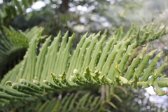 Blechnum chilense