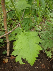Cirsium kamtschaticum
