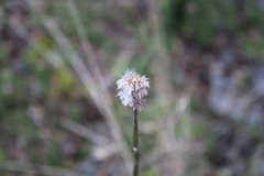 Baccharis sagittalis