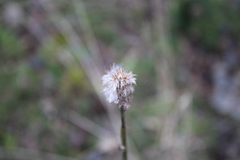 Baccharis sagittalis