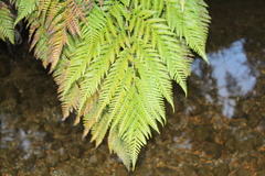 Lophosoria quadripinnata