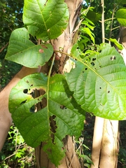 Pisonia horneae