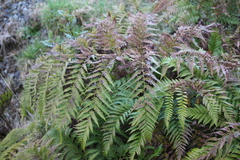 Lophosoria quadripinnata