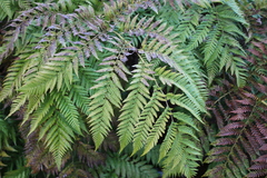 Lophosoria quadripinnata