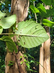 Pisonia horneae