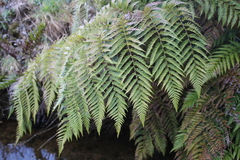 Lophosoria quadripinnata