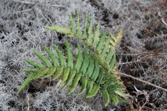 Blechnum chilense