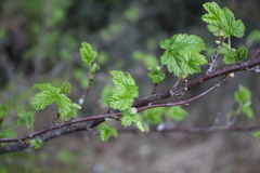 Ribes magellanicum