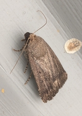 Amphipyra tragopoginis