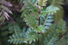 Weinmannia trichosperma