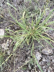 Panicum hallii