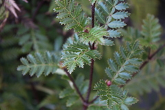 Weinmannia trichosperma