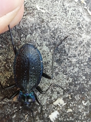Carabus intricatus