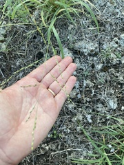 Panicum hallii