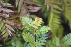 Weinmannia trichosperma