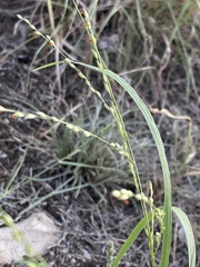 Panicum hallii