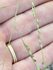 Panicum hallii
