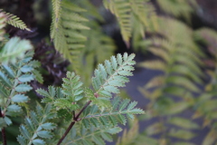 Weinmannia trichosperma