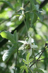 Passiflora bryonioides