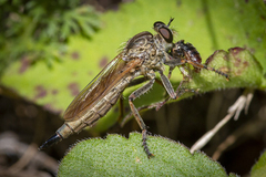 Machimus erythocnemius