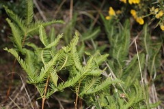 Sticherus cryptocarpus