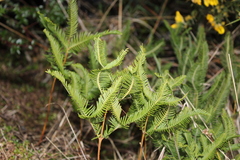 Sticherus cryptocarpus