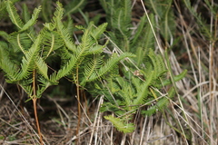 Sticherus cryptocarpus