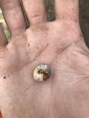 Scarabaeidae