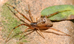 Episinus