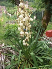Yucca gloriosa