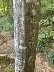 Carpinus