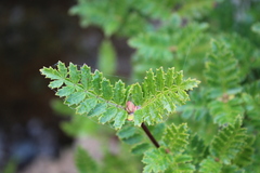 Weinmannia trichosperma