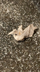 Tolype velleda