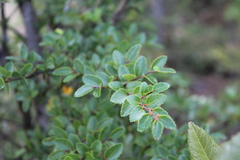 Nothofagus dombeyi
