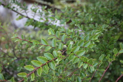 Nothofagus dombeyi